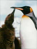 Birds: Penguins - Vintage Photograph