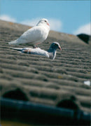 Birds: Pigeons - Vintage Photograph