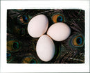 Birds: Peacock Eggs - Vintage Photograph