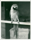Birds: Parrot - Vintage Photograph