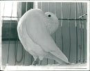 Birds: Pigeon - Vintage Photograph