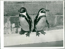Birds: Penguin - Vintage Photograph