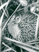 Birds: Hen Pheasant - Vintage Photograph