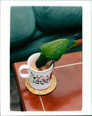 Birds: Parakeet - Vintage Photograph