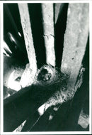 Birds: Pied Wagtail - Vintage Photograph