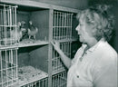 Birds: Pigeon: June Beddlers - Vintage Photograph