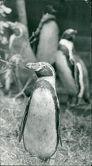Birds: Penguin - Vintage Photograph