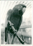 Birds: Parrot - Vintage Photograph