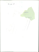 Birds: Parrots - Vintage Photograph