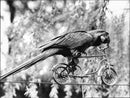 Birds: Parrots - Vintage Photograph