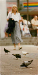 Birds: Pigeons - Vintage Photograph