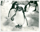 Birds: Penguins - Vintage Photograph
