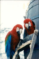 Birds: Parrots - Vintage Photograph