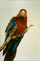 Birds: Parrots - Vintage Photograph