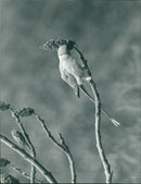 Birds: Pigeon - Vintage Photograph