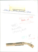 Birds: Pheasant - Vintage Photograph