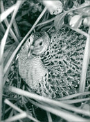 Birds: Pheasant - Vintage Photograph