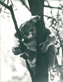 Animals: Koala - Vintage Photograph