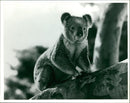 Animals: Koala - Vintage Photograph