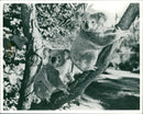 Animals: Koala - Vintage Photograph
