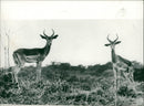 Impala - Vintage Photograph