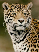 Jaguar - Vintage Photograph