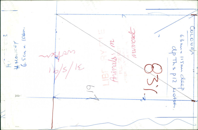 Marmoset - Vintage Photograph