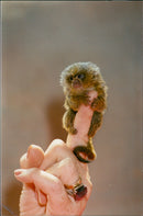 Marmoset - Vintage Photograph