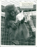 Mandrills. - Vintage Photograph