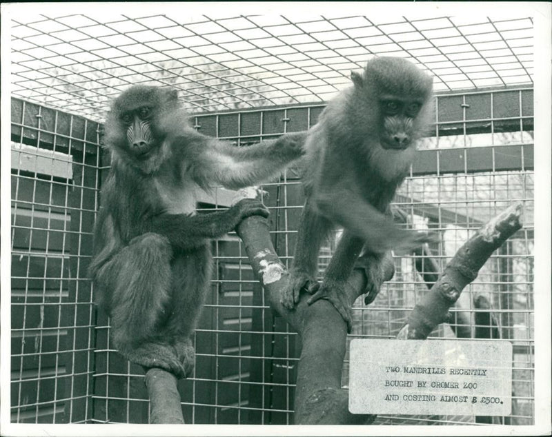 Mandrill Animal. - Vintage Photograph