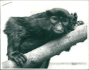 colobus monkey. - Vintage Photograph