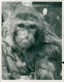 MOnkey. - Vintage Photograph