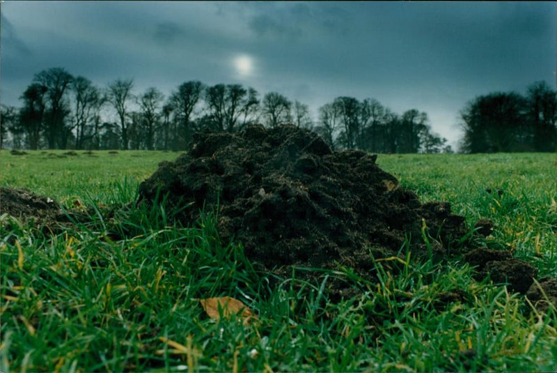 Animal mole. - Vintage Photograph