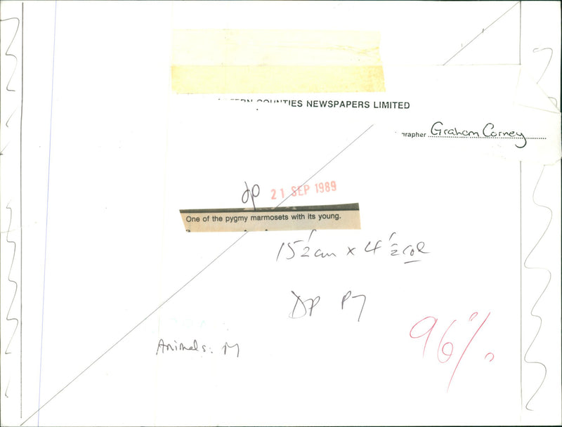 Marmoset. - Vintage Photograph