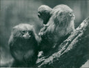 Marmoset. - Vintage Photograph