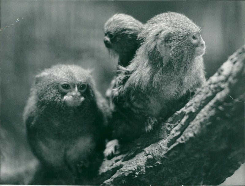 Marmoset. - Vintage Photograph