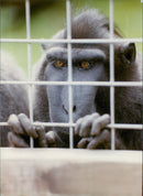 Monkey. - Vintage Photograph