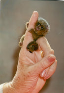 The marmosets. - Vintage Photograph