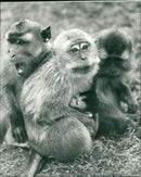 Monkey fun at banham zoo. - Vintage Photograph
