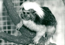 Tamarin. - Vintage Photograph