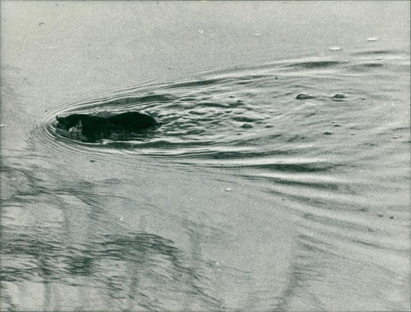 Animal in the river. - Vintage Photograph