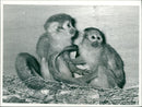 Squirrel monkey. - Vintage Photograph