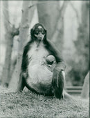 Spider monkey. - Vintage Photograph