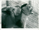 Animals: Monkey - Vintage Photograph