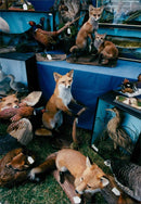 Animals at Holkham Country Fair - Vintage Photograph