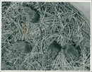 Animals: Mouse - Vintage Photograph