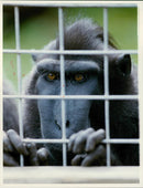 Animals: Monkey - Vintage Photograph