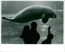 Animals: Manatees - Vintage Photograph