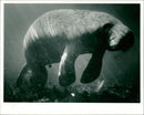 Animals: Manatees - Vintage Photograph