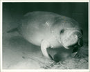 Animals: Manatees - Vintage Photograph